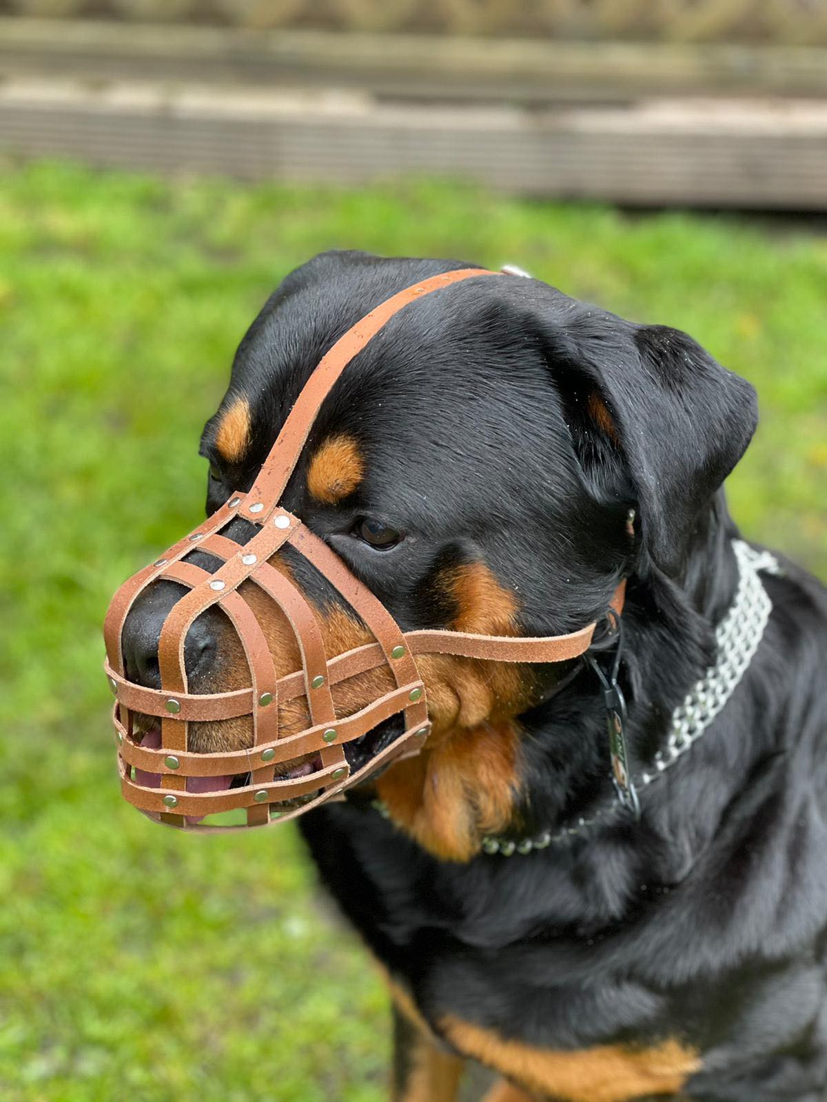 Leather Dog Muzzles