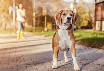 Extra long dog leads, Training Rope Lead Leash Trigger Clip. Choose from lengths of 2 ,3 , 5, 7, 10 M