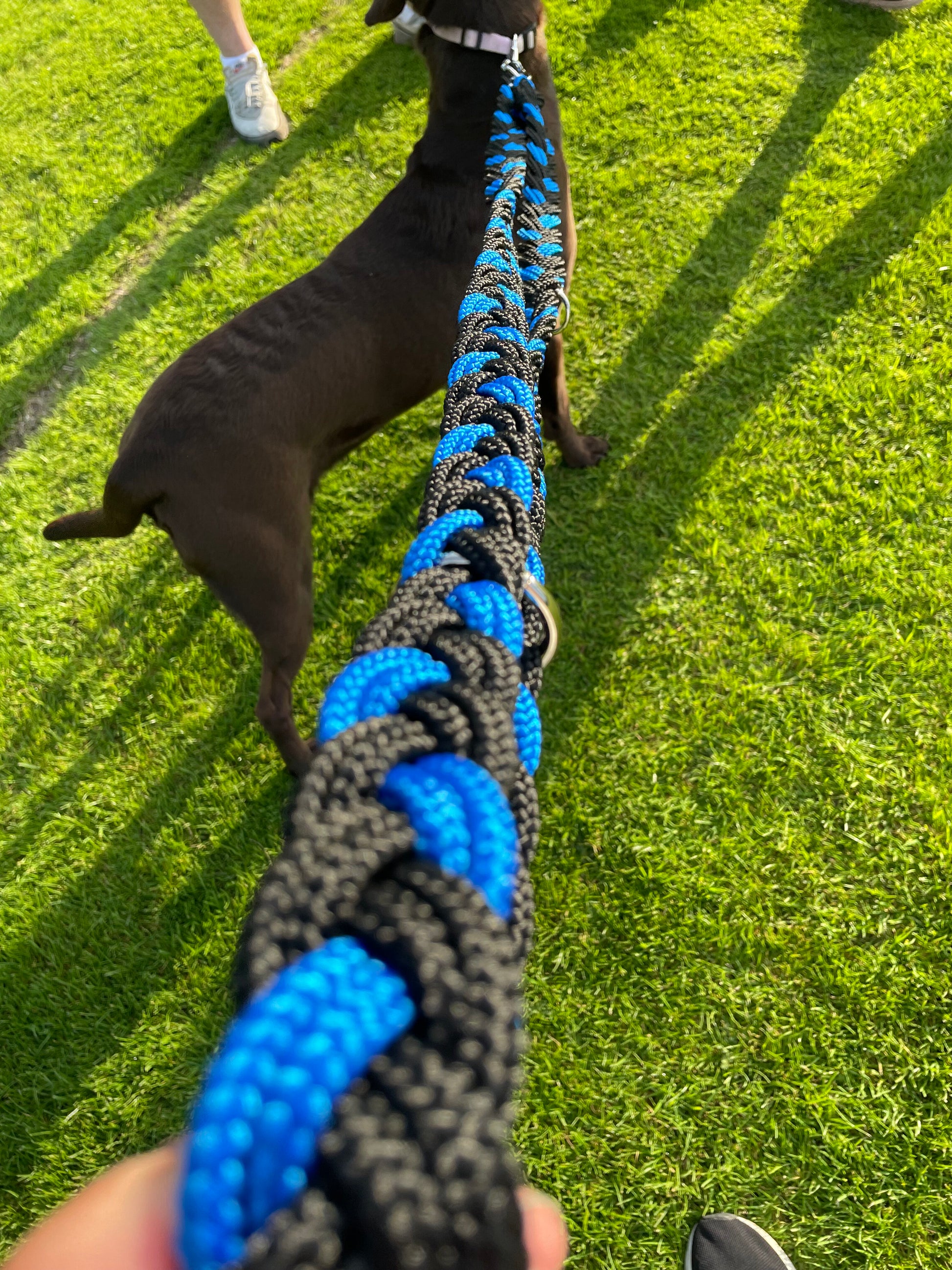 plaited dog lead