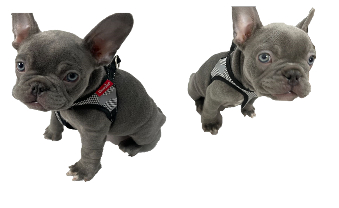 Checkered Dog Harness
