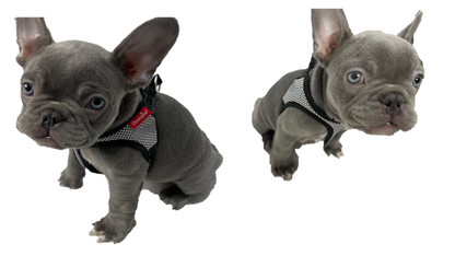 Checkered Dog Harness