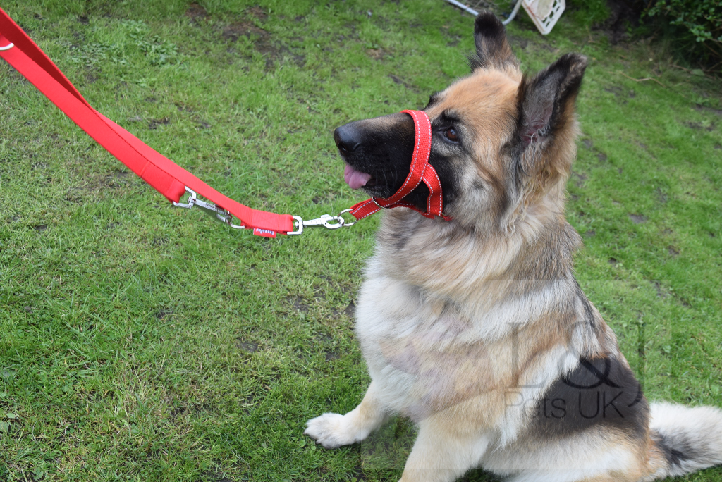 reflective head collar