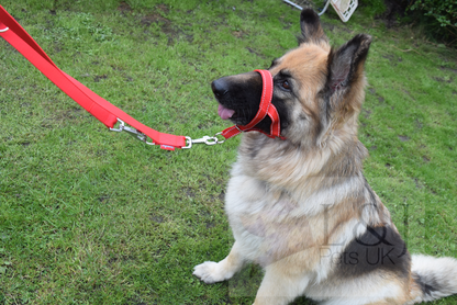 reflective head collar