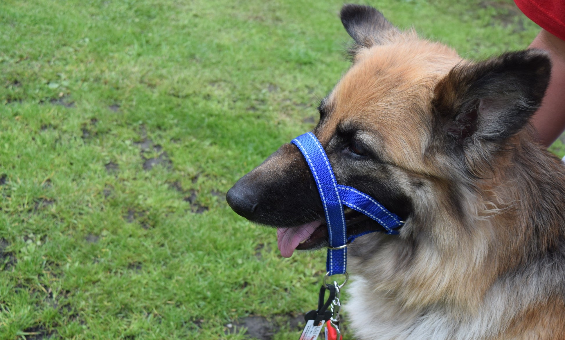 reflective head collar
