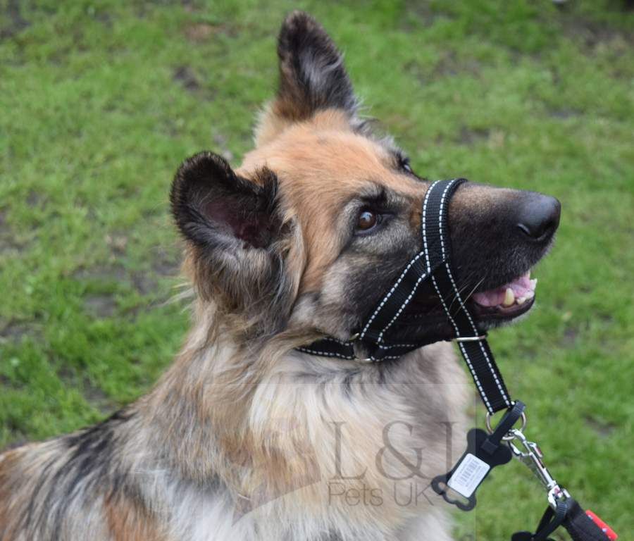 reflective head collar