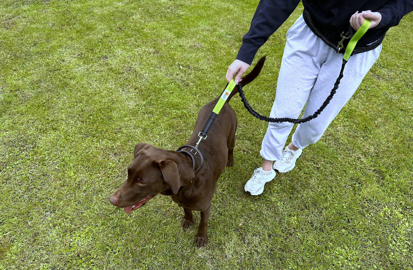 bungee dog lead