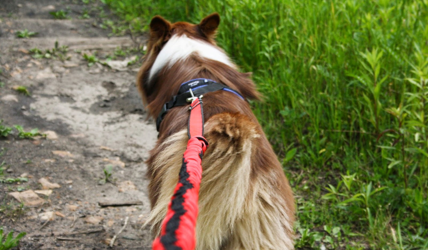 bungee dog lead