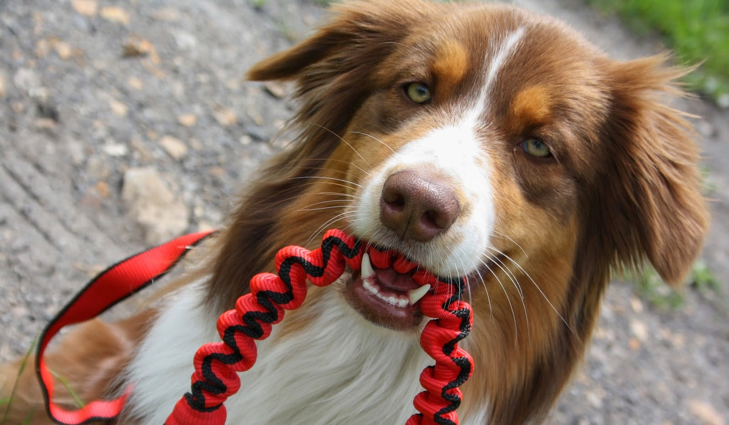 Strong Anti-Shock Absorbing Dog Lead | Double Clip for Walking, Jogging, Running