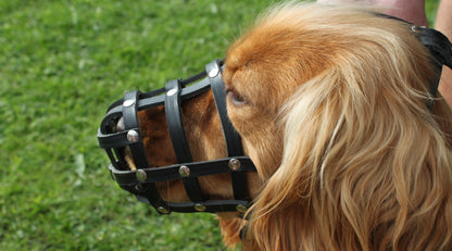 Genuine leather lightweight dog muzzle for Spaniel Papillon and similar dogs