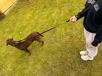bungee dog lead