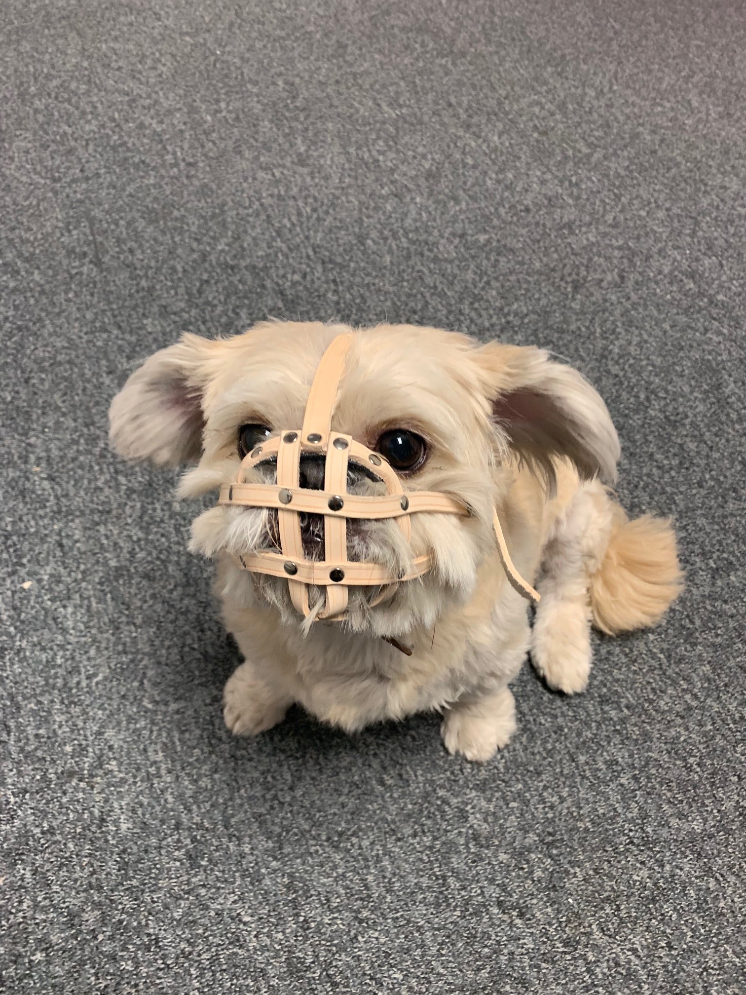 Natural Leather Dog Muzzle