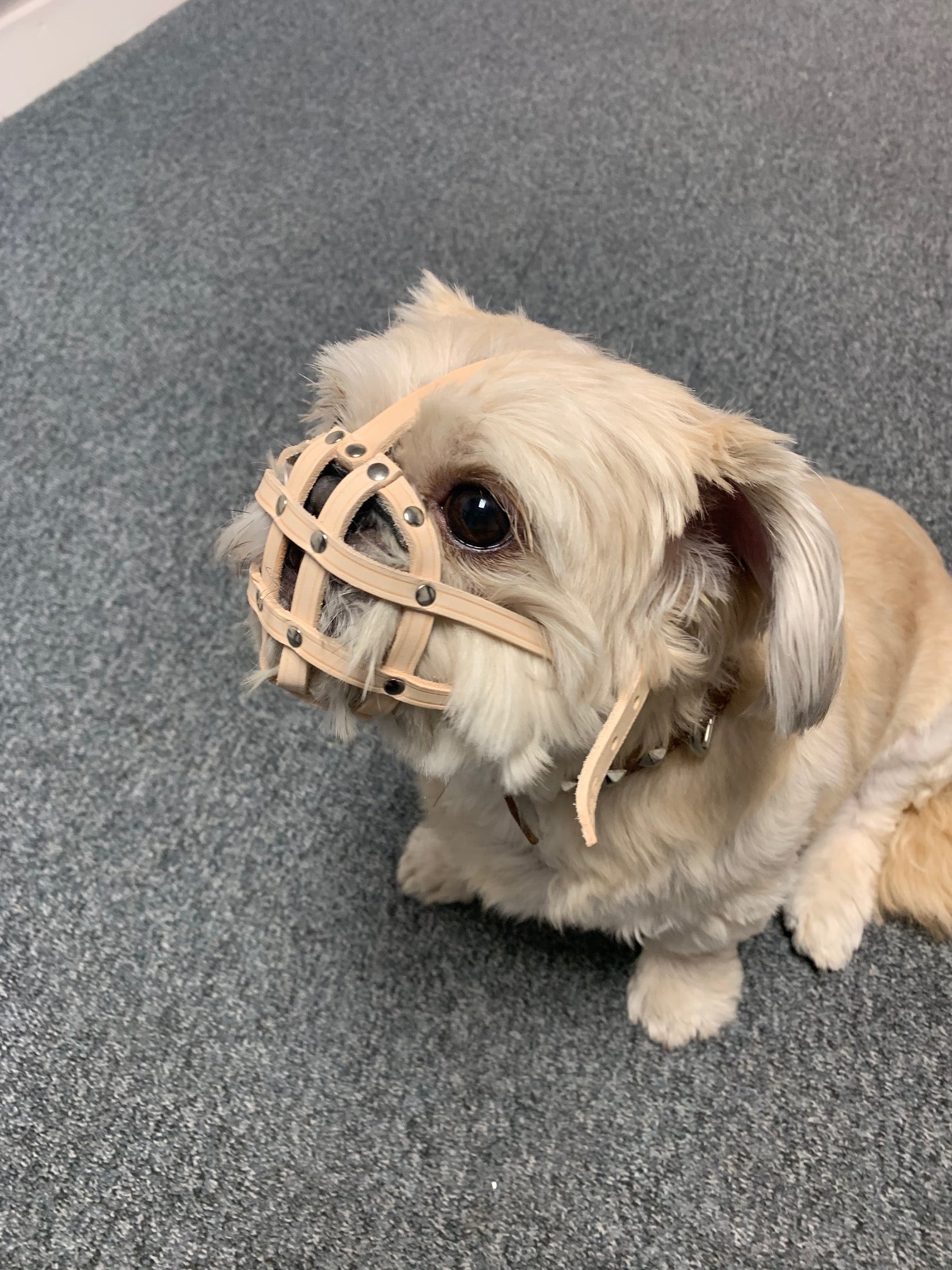 leather dog muzzle
