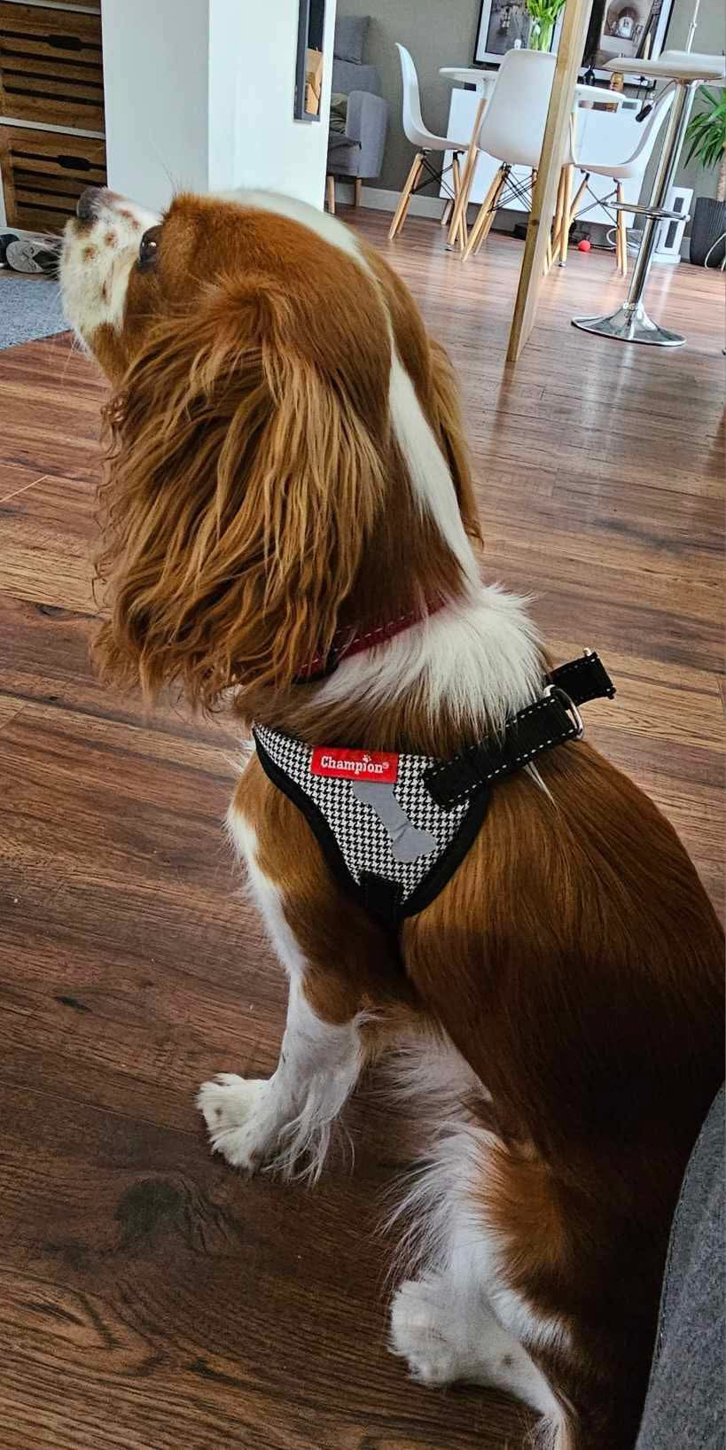 Check Dog Harness