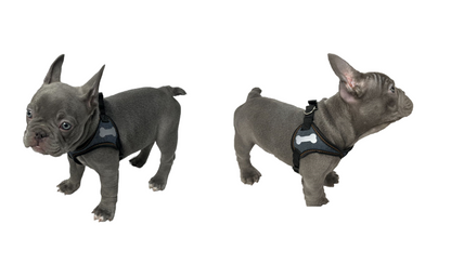 Denim Dog Harness