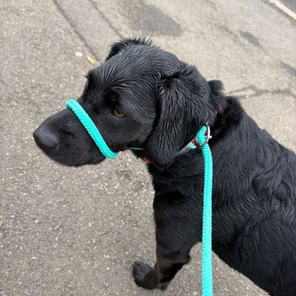 No More Pulling! Anti Pull Lead Field Figure 8 / Halter/Head Collar One Size Fits All Super Soft Braided Nylon Comfortable Make Your Walks More Enjoyable