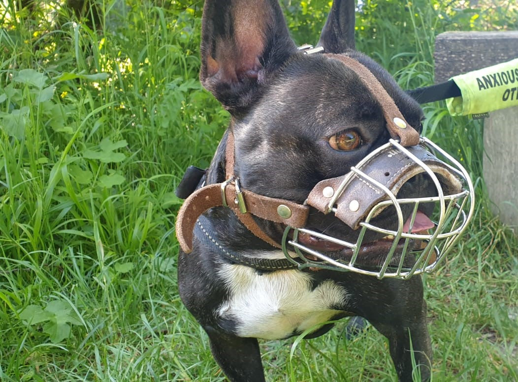 Brown Leather Metal Muzzle