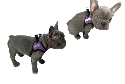 Purple Dog Harness