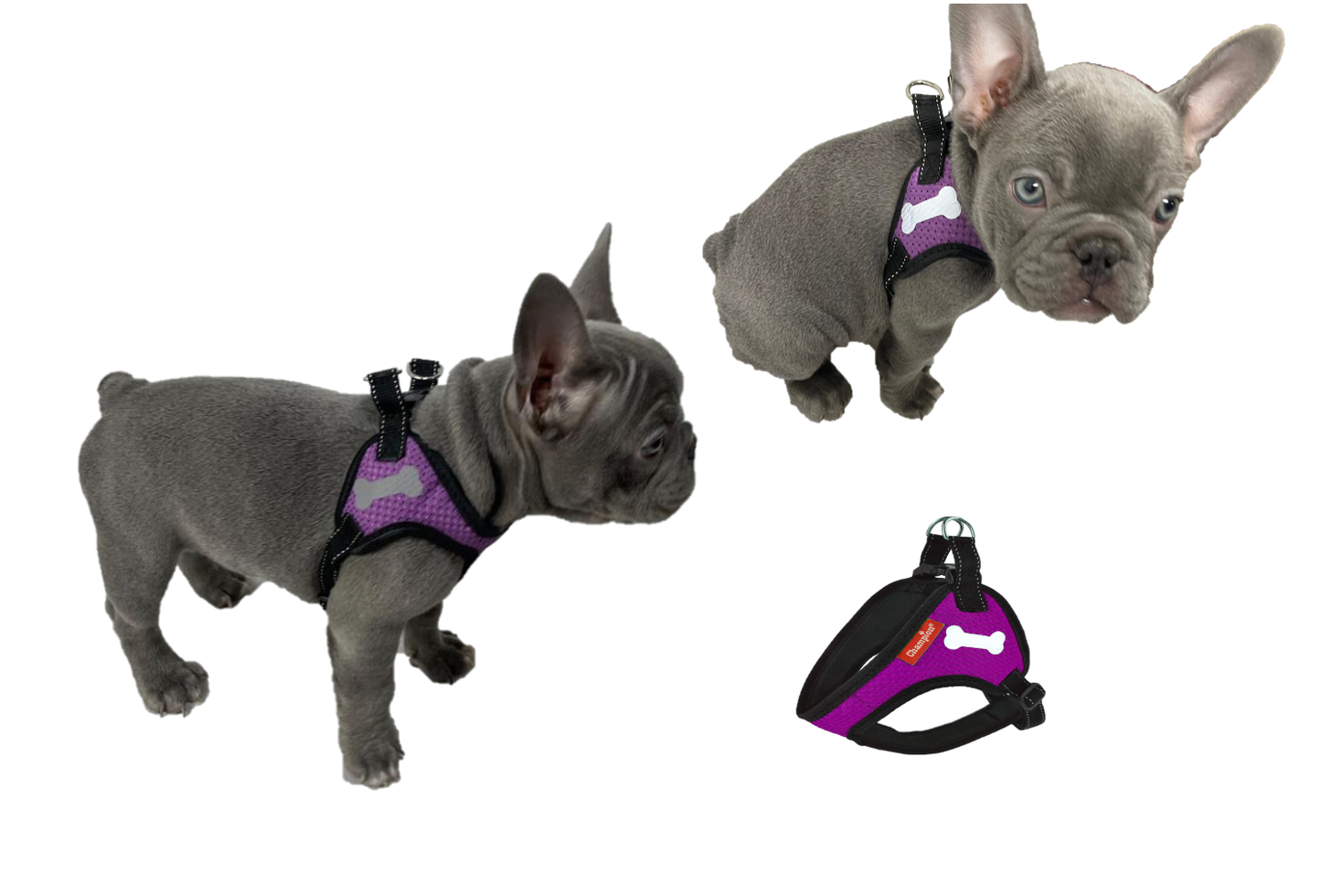 Purple Dog Harness