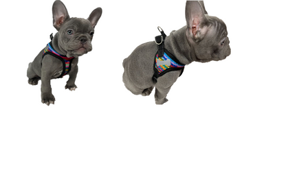 Colourful Dog Harness