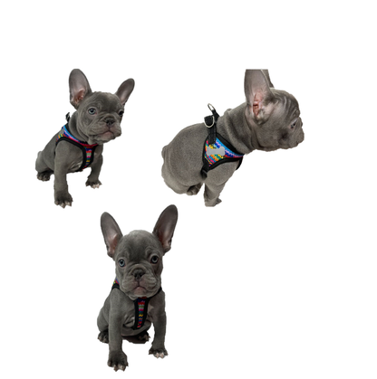 Colourful Dog Harness