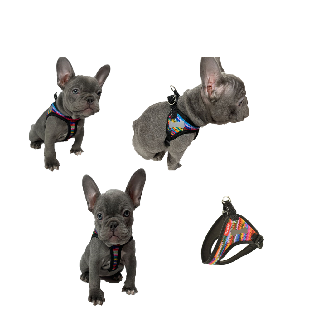 Colourful Dog Harness
