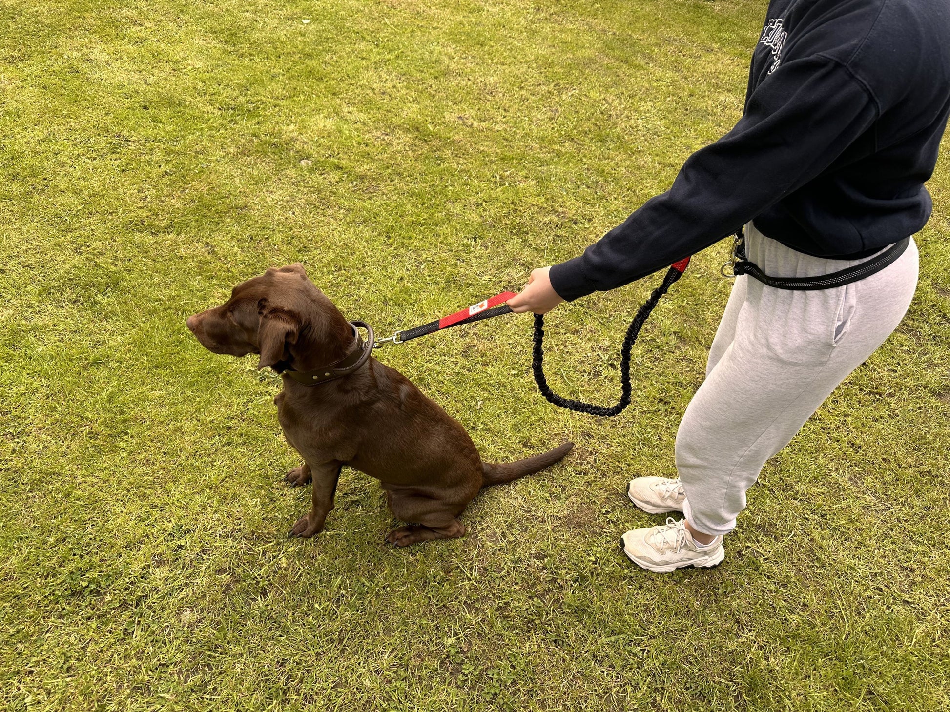 bungee dog lead