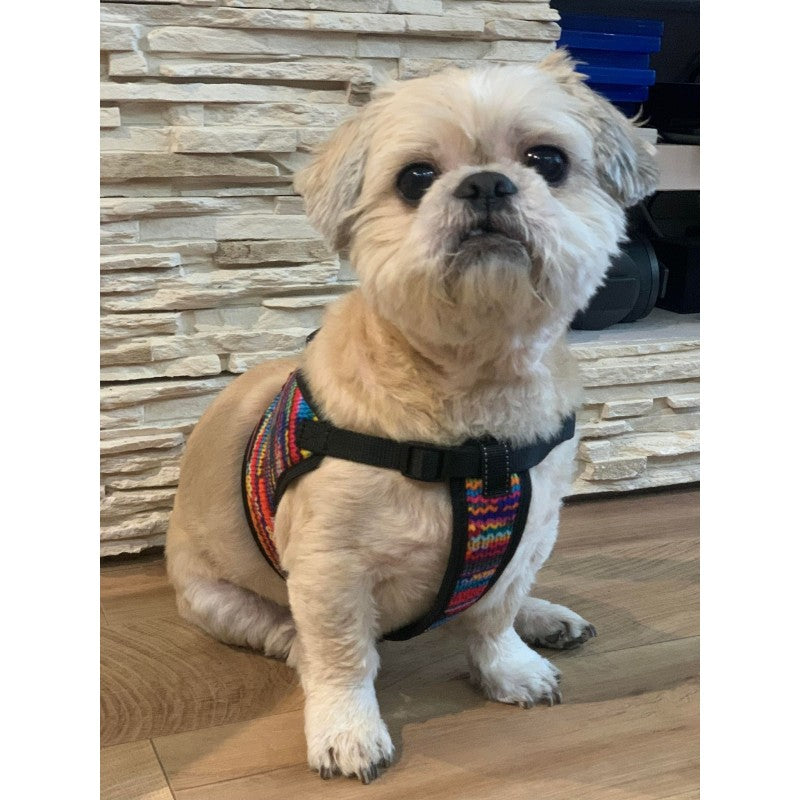 Dog Wearing Colourful Dog Harness