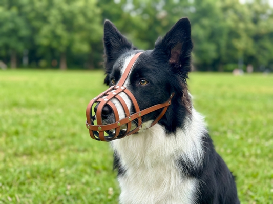 Lightweight Genuine Leather Dog Muzzle for Border Collie & Other similar snouts