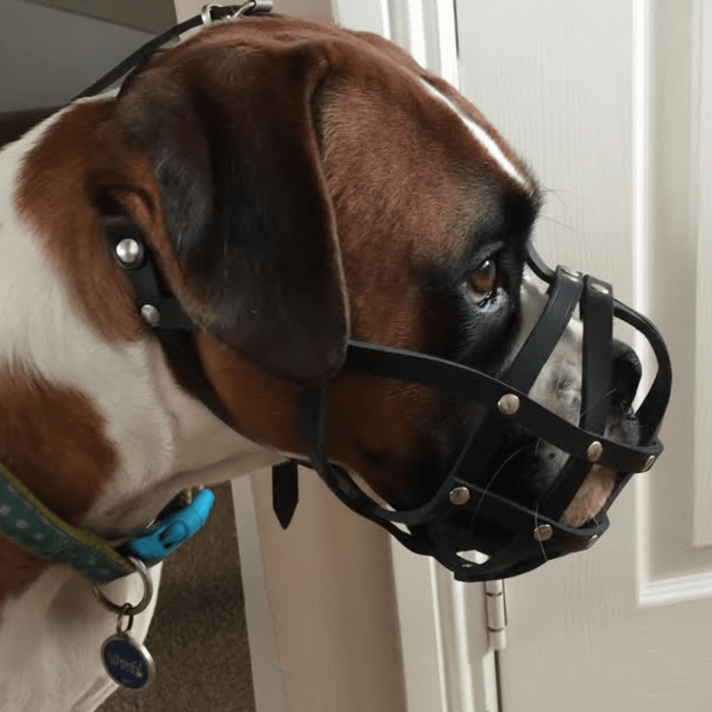 Lightweight Leather Dog Muzzle for Boxer and Similar Short Snouted Dogs | Real Leather Dog Muzzle
