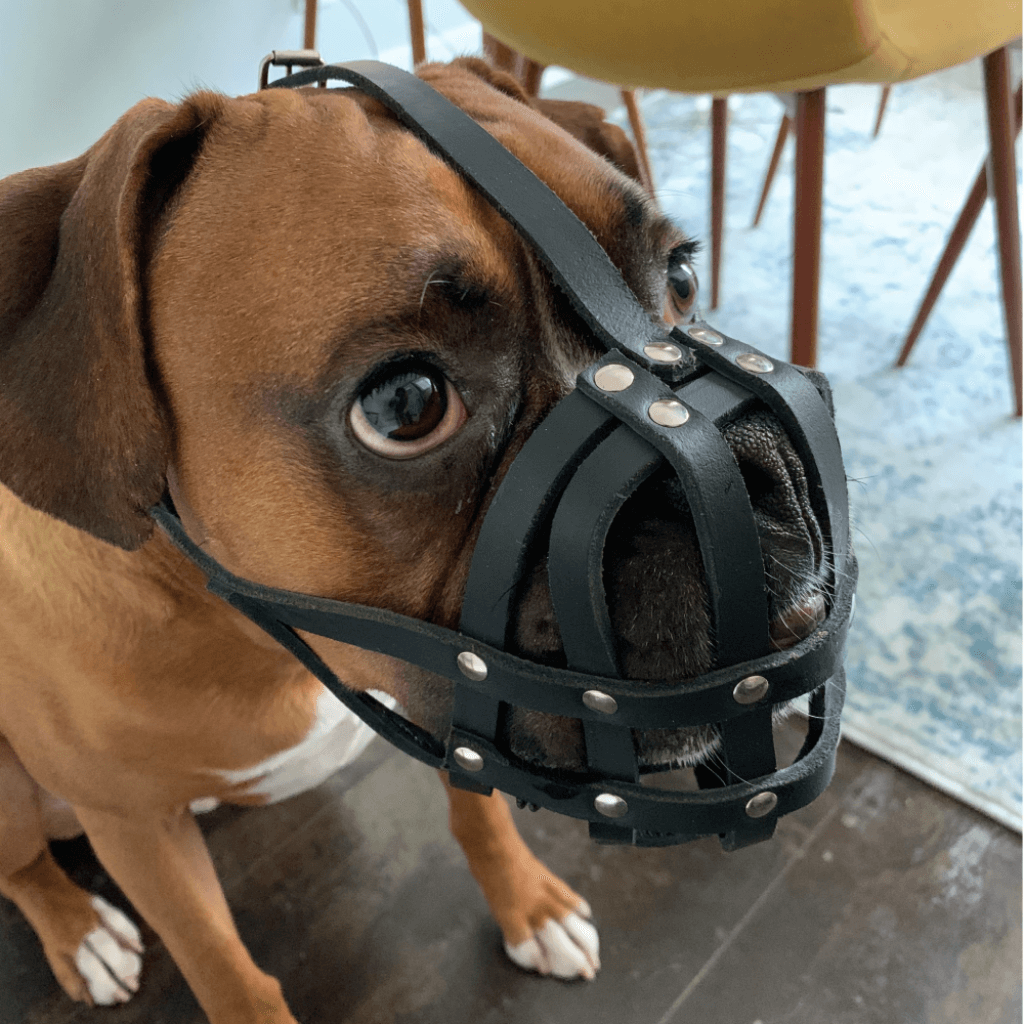 Lightweight Leather Dog Muzzle for Boxer and Similar Short Snouted Dogs | Real Leather Dog Muzzle