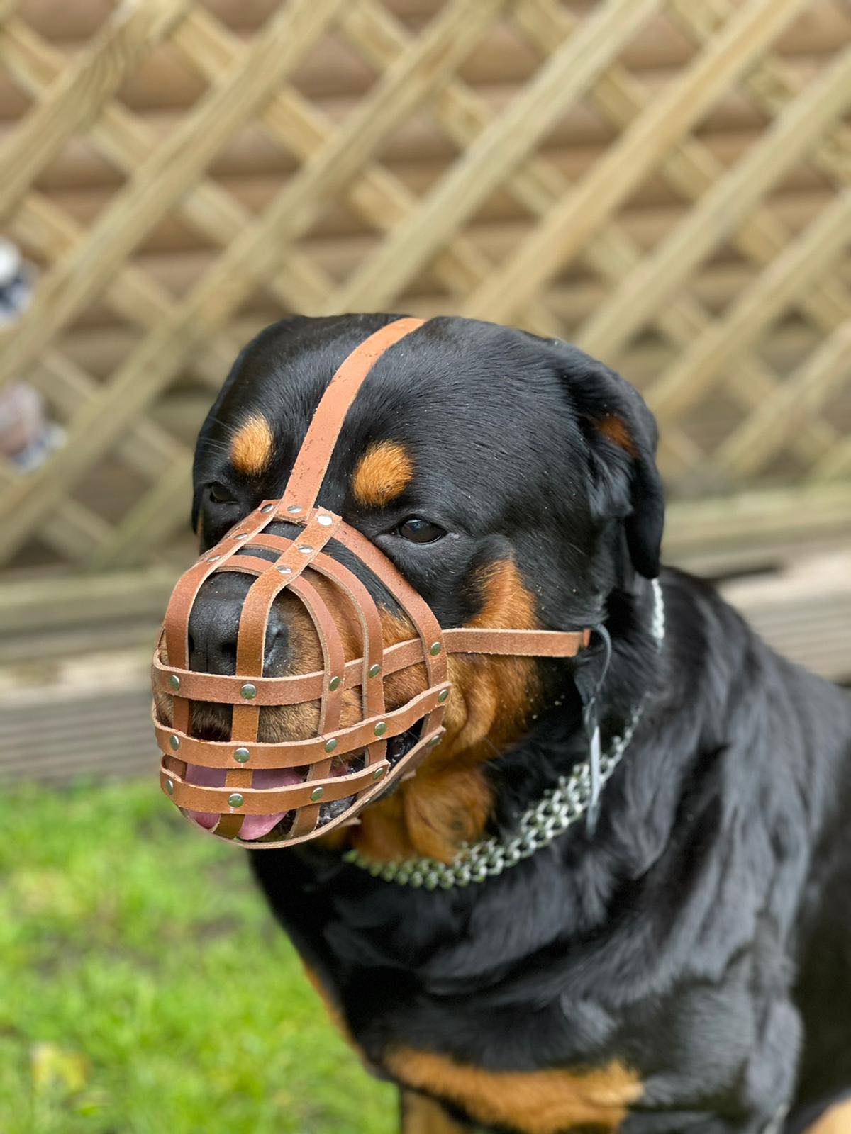 Leather Muzzles