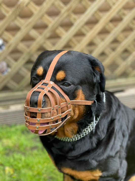 leather dog muzzle