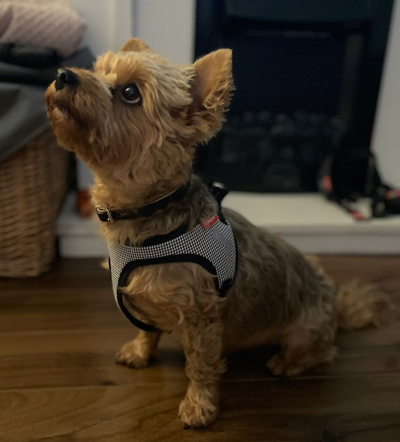 Checkered Dog Harness