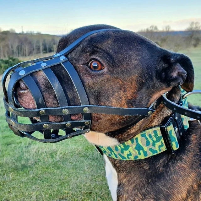 Genuine leather lightweight dog muzzle for Staffordshire Bull Terrier, Staffy, Staffie and similar dogs