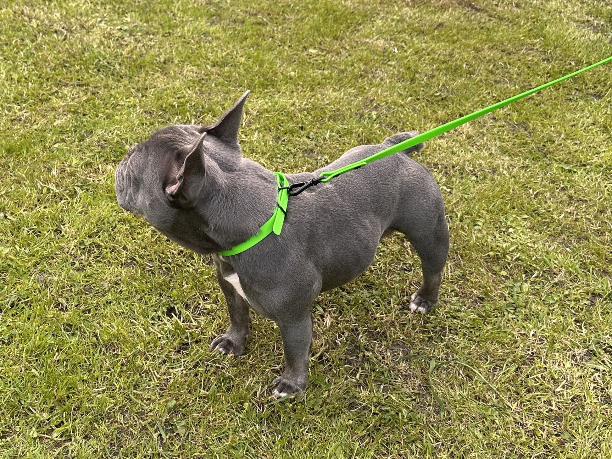 green lead and collar