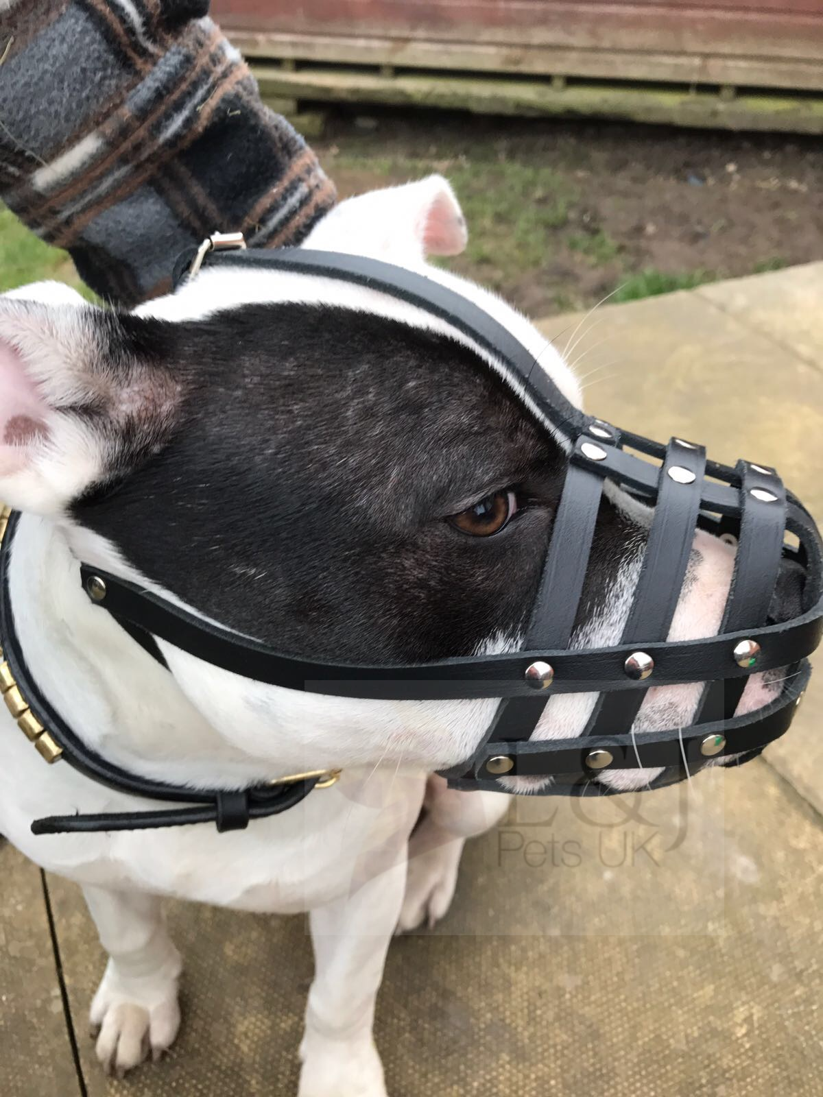 Genuine leather lightweight dog muzzle for Staffordshire Bull Terrier, Staffy, Staffie and similar dogs