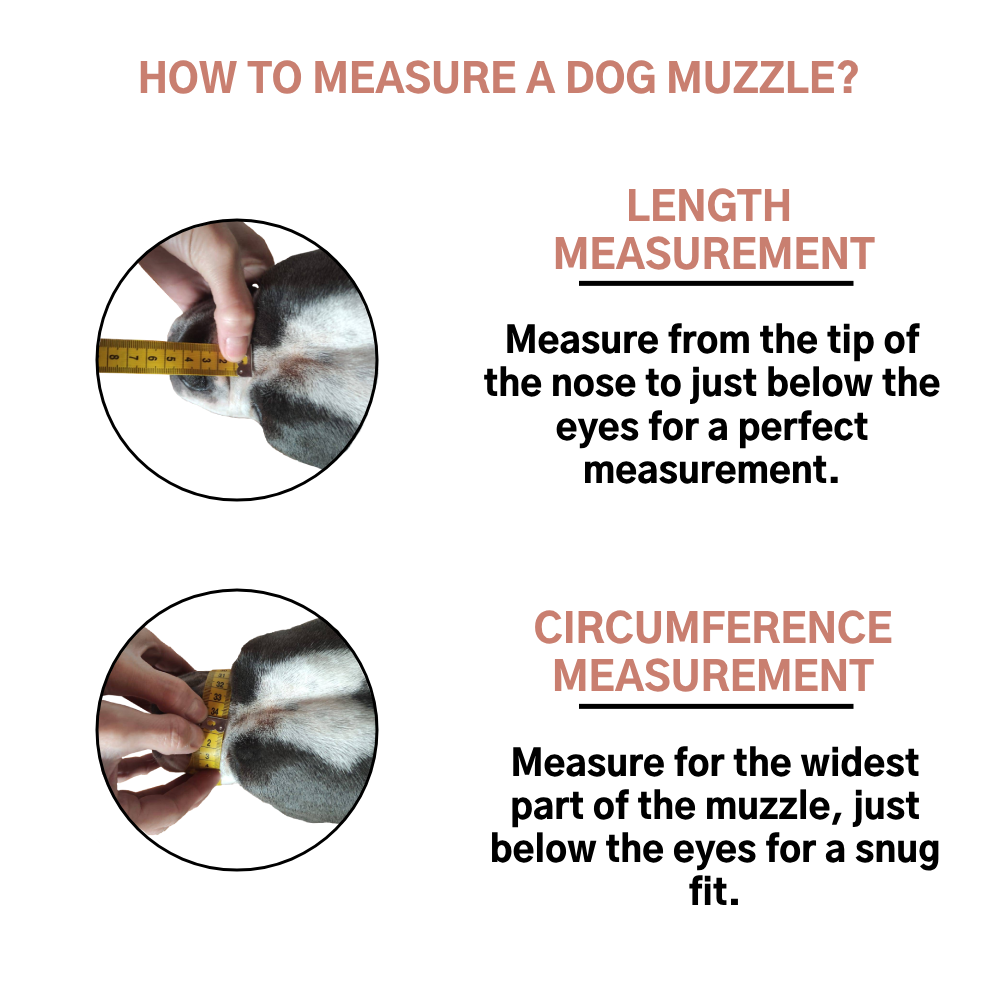 How To Measure A Dog Muzzle