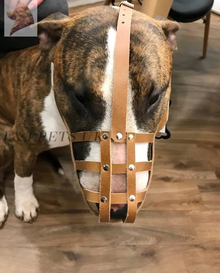Leather Dog Muzzle For English Bull Terrier – Strong With Metal Rivets – Made In UK (Sizes M/L)