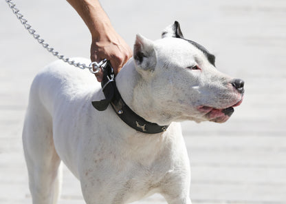 Leather & Metal Dog Lead | Strong Metal Dog Leash for Close Work and Behaviour Training