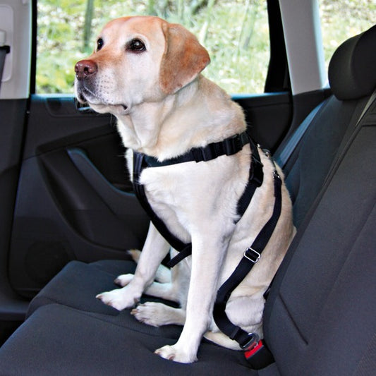 dog car lead