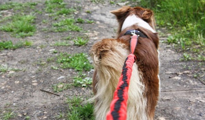 Strong Anti-Shock Absorbing Dog Lead | Double Clip for Walking, Jogging, Running